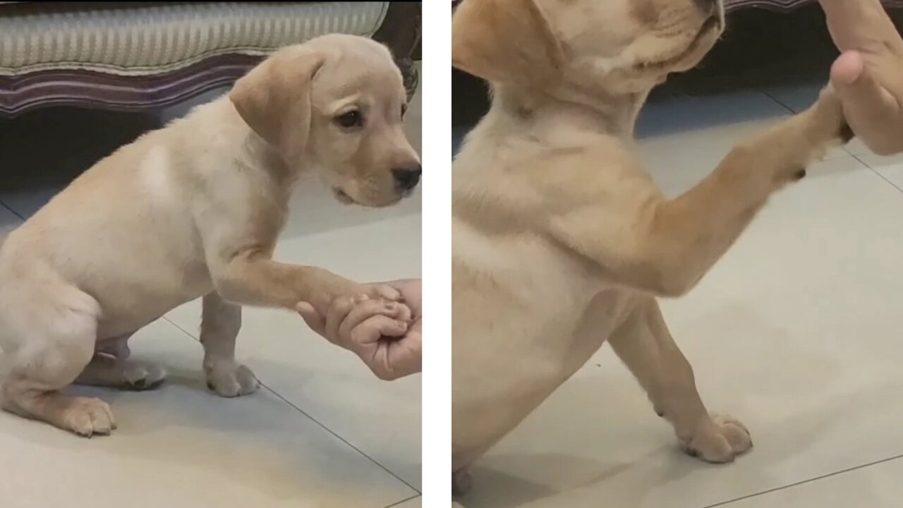 "Video Guide: Training Your Puppy with Convenient Techniques"