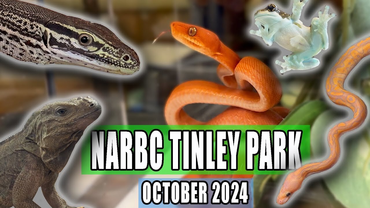 Tinley Park Reptile Expo October 2025