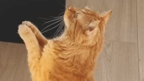 Cat seems to keep praying after getting adopted