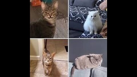 Cat Funny Videos Try Not To Laugh 2023