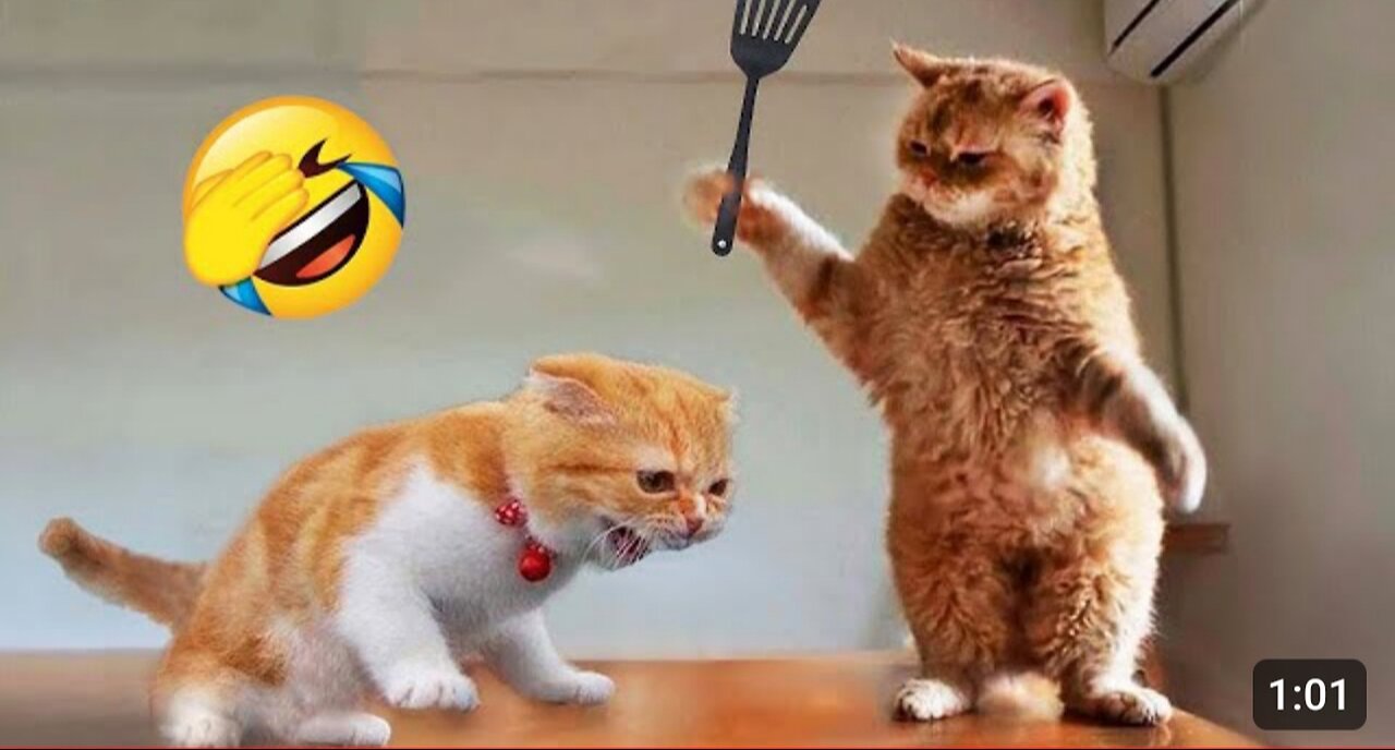 Funniest Animals 2023 New Funny Cats and Dogs Videos Part 1
