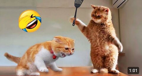 Funniest Animals 2023 New Funny Cats and Dogs Videos Part 1