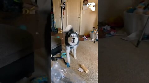 Um husky que canta #shorts