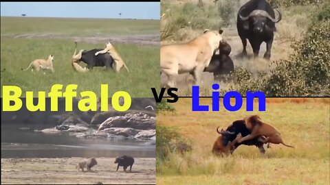 buffalo attacked by Lion brutally and killed baby buffalo 2022 ||
