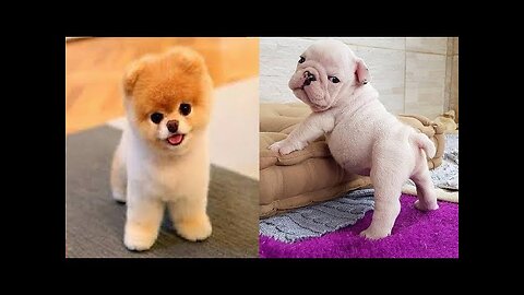🐶 It's time to LAUGH with Dog's life #14 _ Cute Buddy