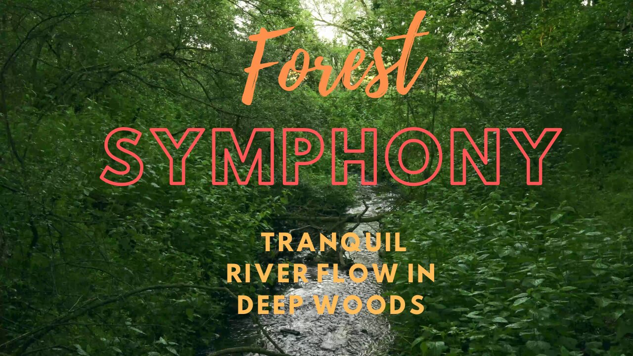 🌳Forest Symphony: Tranquil River Flow in Deep Woods. Ambient forest sounds video.