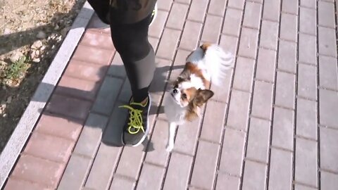 Young adult female walking with pet on sidewalk