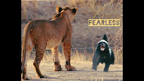 THEY FEAR NO BEAST! (FEARLESS)