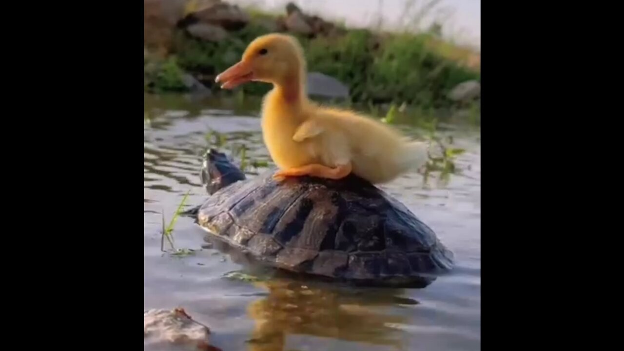 The duckling befriended the turtle