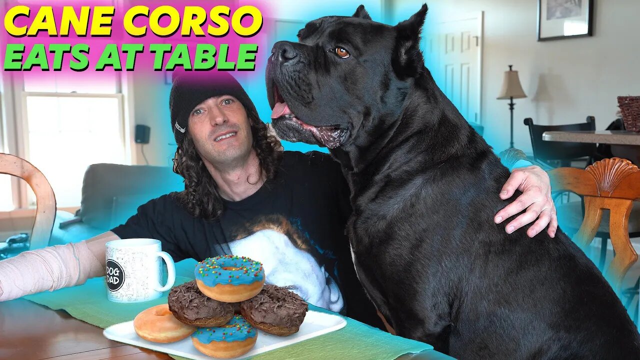 Breakfast With BRUCE - Cane Corso Eats at Dinner Table