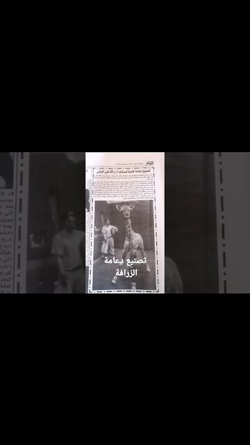 تصنيع دعامة لمساعدة الزرافة على المشي