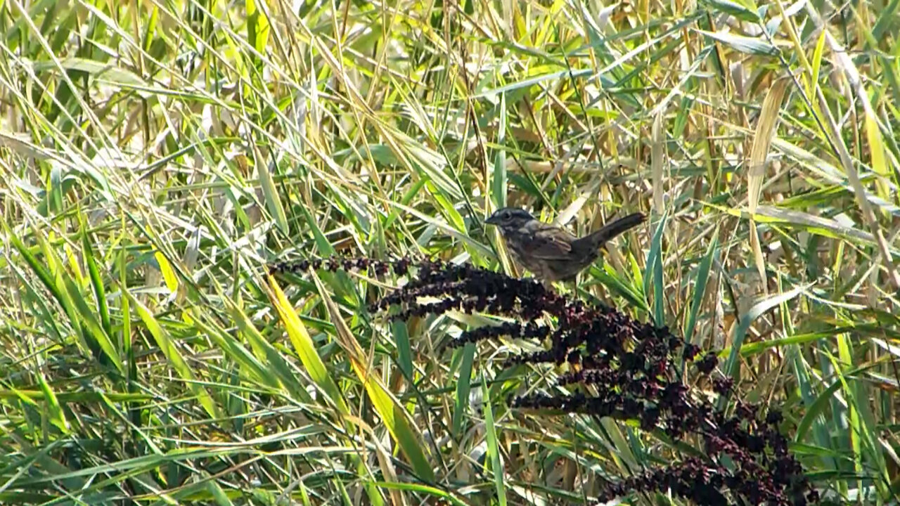 Song Sparrow