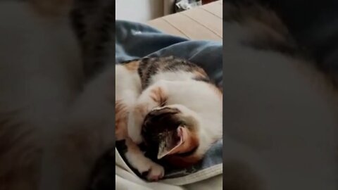 funny cats, 有趣的貓, смешные кошки, 面白い猫 #shorts #面白い猫 #cats #yt #viral #cute 😻😻😻❤️