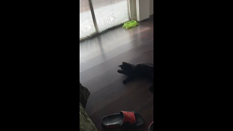 Asking blackjack the cat how his day is going