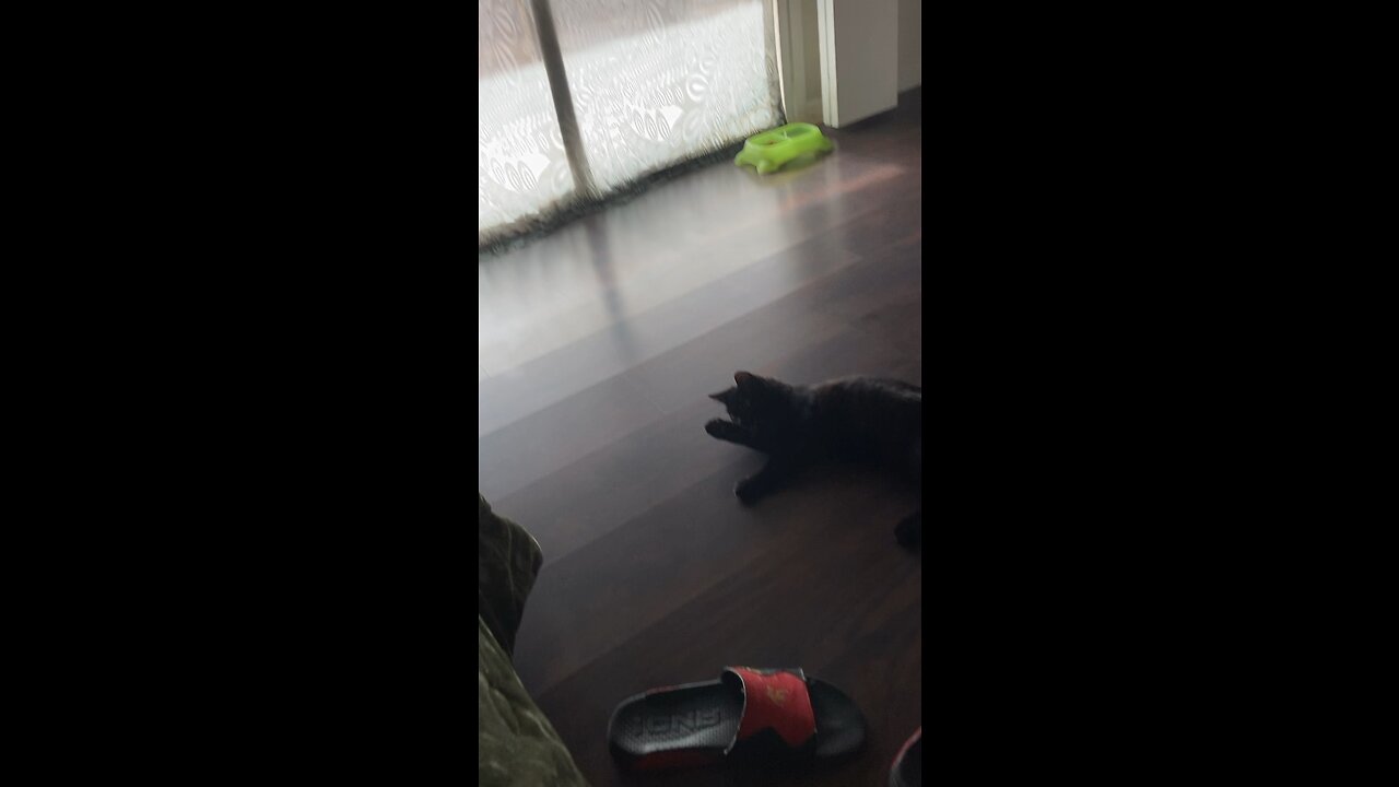 Asking blackjack the cat how his day is going
