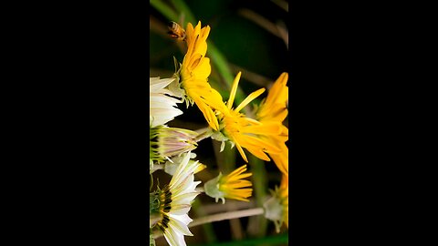 crab spider