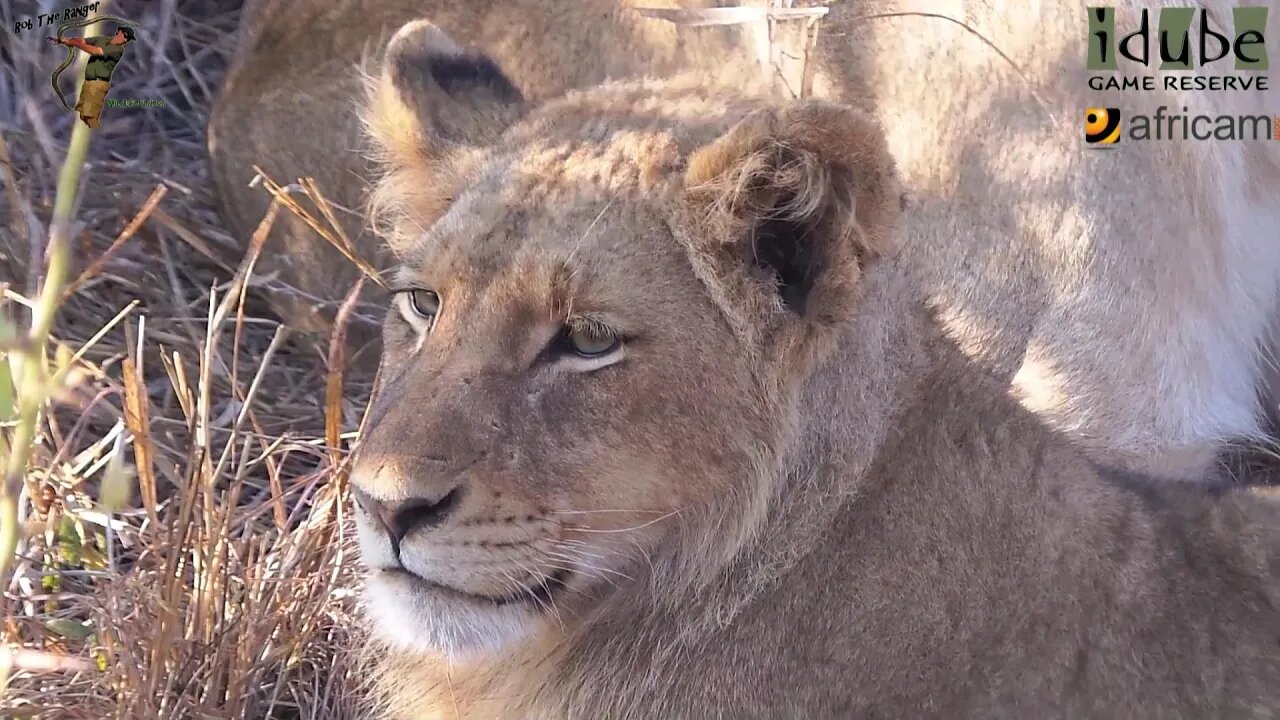 Daughters Of The Mapogo Lions - Rebuilding The Othawa Pride - 60: One Male Cub Remaining