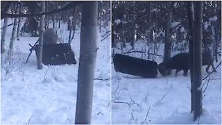 'Thrill-Seeking' Buck Gets Antlers Caught in Toboggan