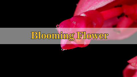 Blooming Flower