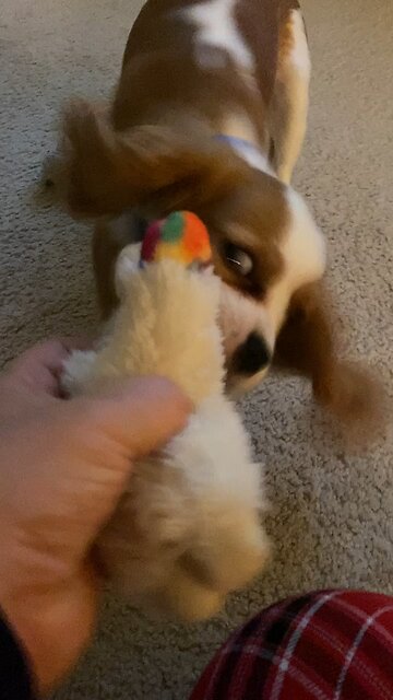 🐶 Get Some, Charlie