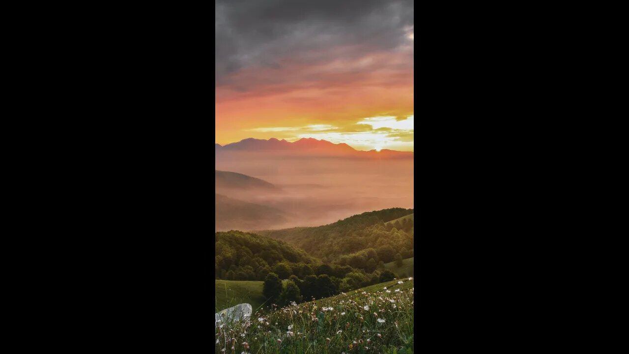 Calming Sunny Meadow