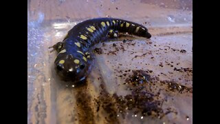 yellow spotted salamander