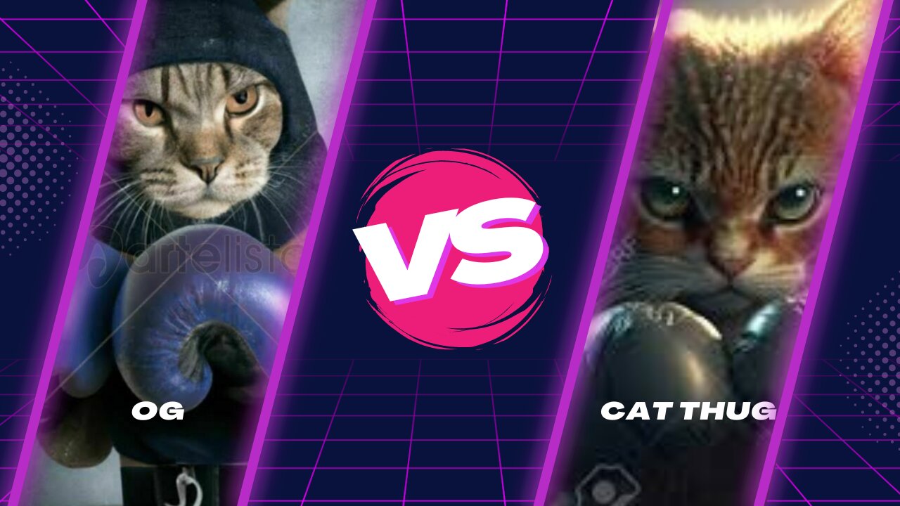 Cat fight Full fight Full intensivy attack