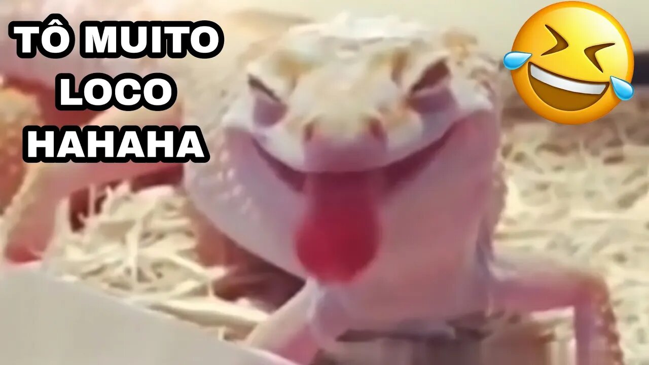 DUBLANDO OS ANIMAIS MAIS ENGRAÇADOS"se rir você perde,valendooo"Parte 4😝