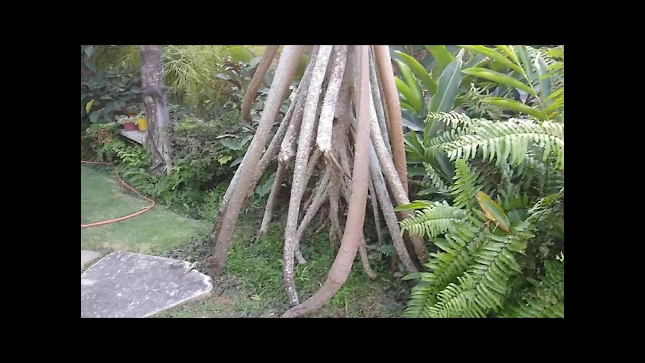 essa palmeira enraíza de cima para baixo a palmeira que anda (Socratea exorrhiza)