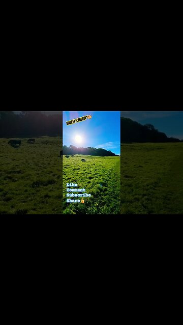 Valley Chillin'🐮 #nature #naturelovers #wildlife #wildlifeanimals #cow #cowvideos #cows #farmanimals