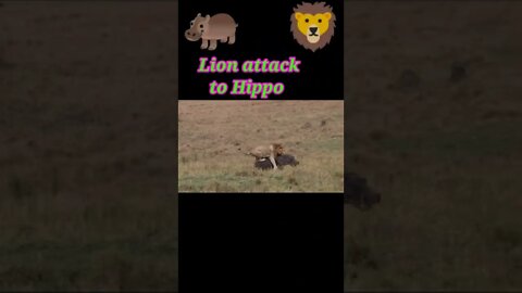 Lion attack to Hippo 🦛2022 || #youtubeshorts #shorts