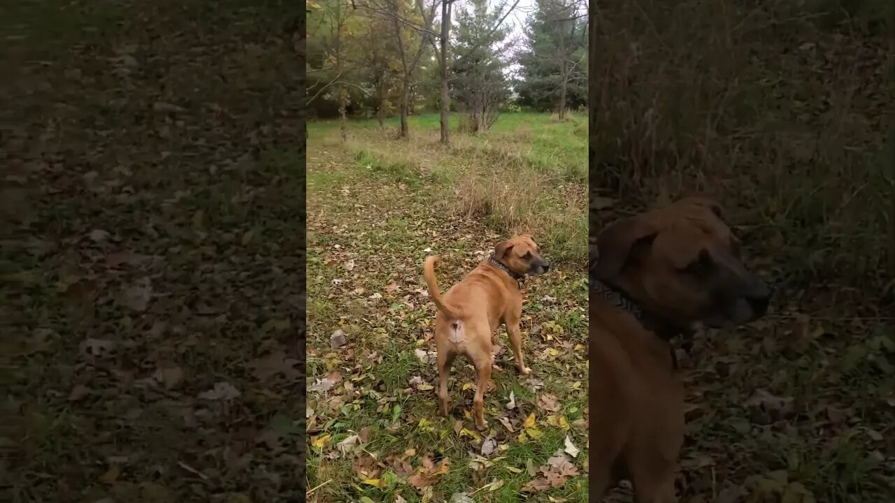 doggo and me walking in nature #outdoors #doggo #dog #nature