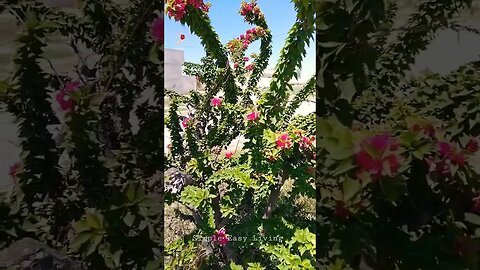 Beautiful Butterfly| Beautiful Plant| Beautiful Flowers #nature