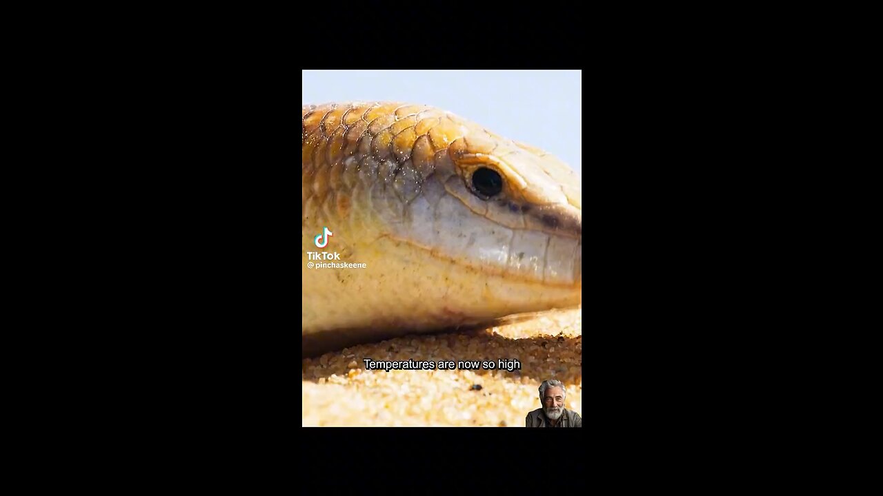 wildlife