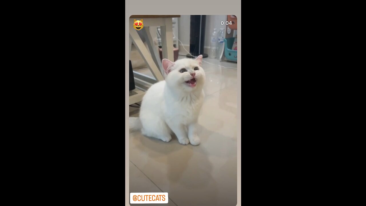 Funny cats laughing 🐈😄😄