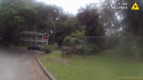 Police in Chatham County chase down a donkey named Burt Reynolds