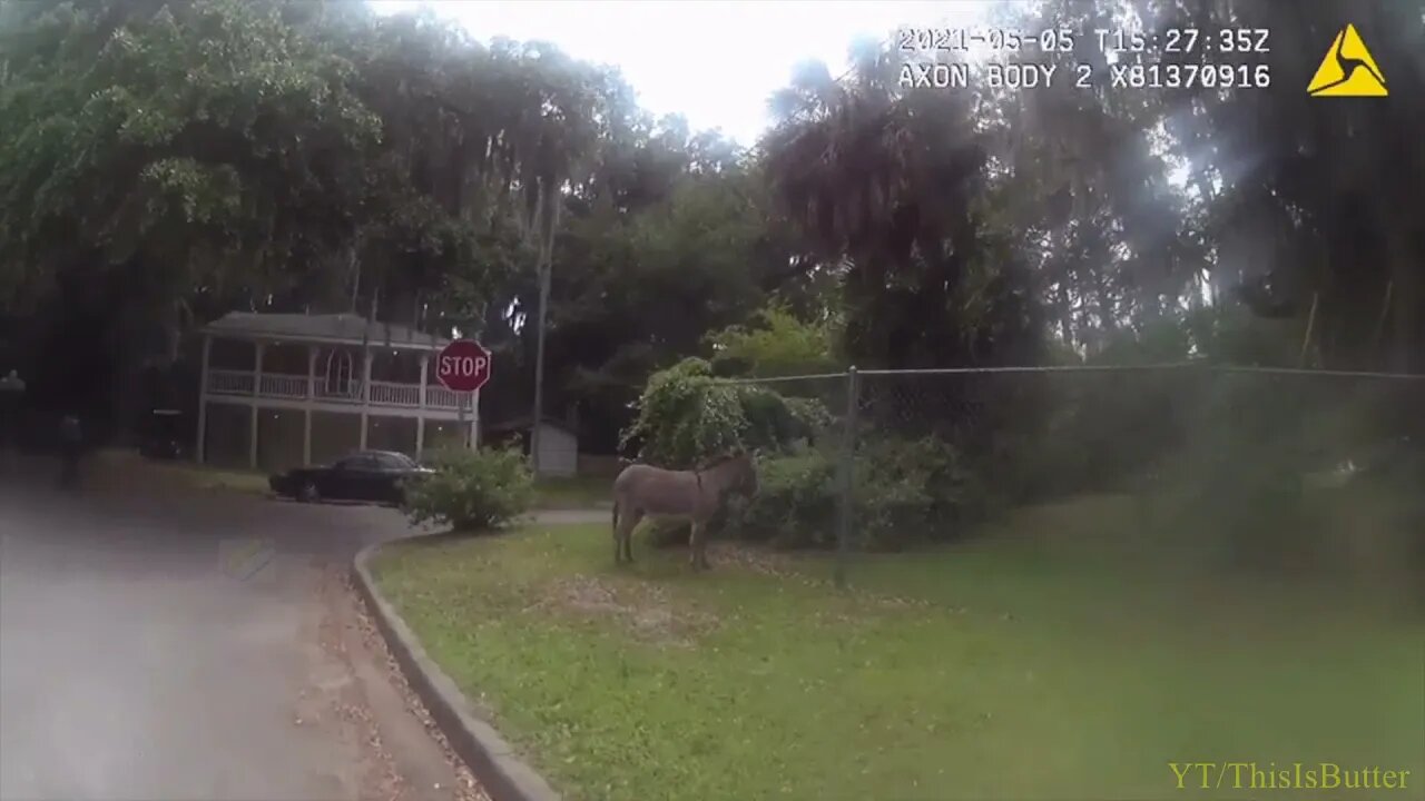 Police in Chatham County chase down a donkey named Burt Reynolds