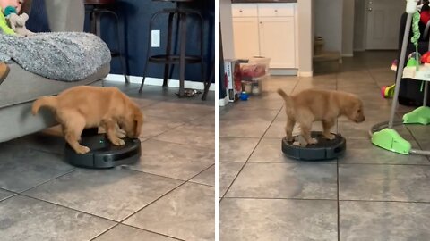 Puppy has fun riding robot vacuum