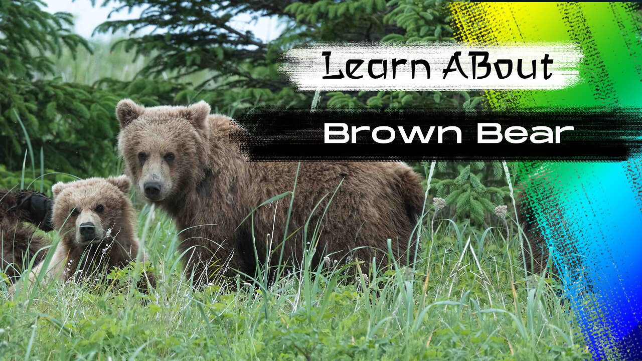 Brown Bear One Of The Tallest Animals In The World