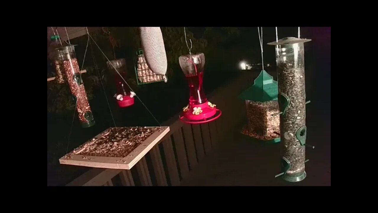 Live Sept 14 2021 Bird Feeder in Asheville NC. In the mountains