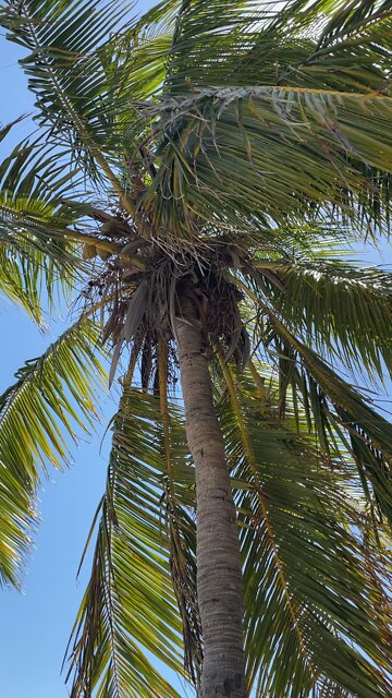 Breeze through the palm tree
