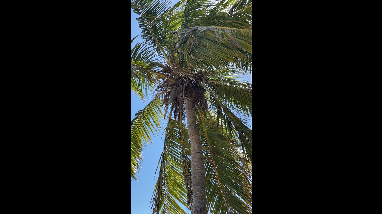 Breeze through the palm tree