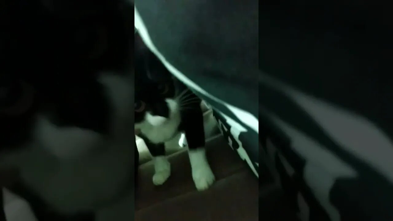 Gato Bartolomeu Tunico ataque dentro da toca 😹😹