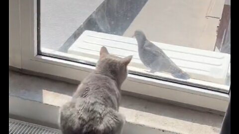 Mother trying to catch a pigeon to feed her family