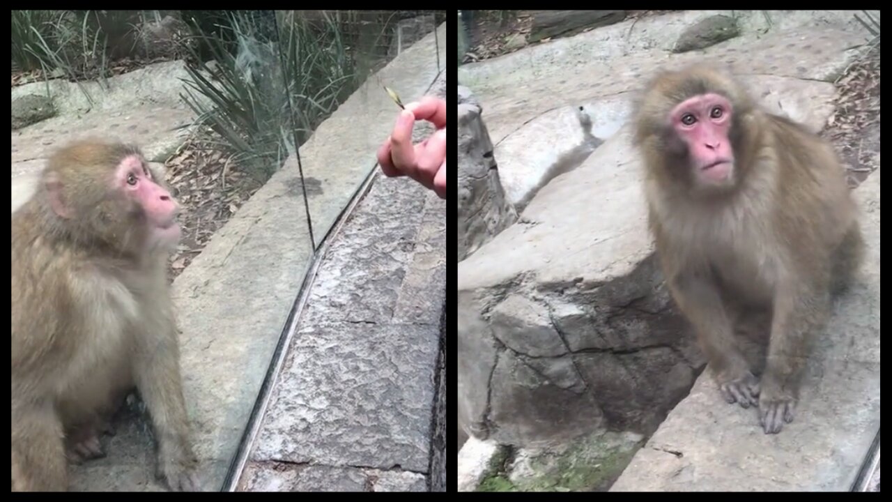 Monkey Shocked by Magic Trick | Viral Unlimited