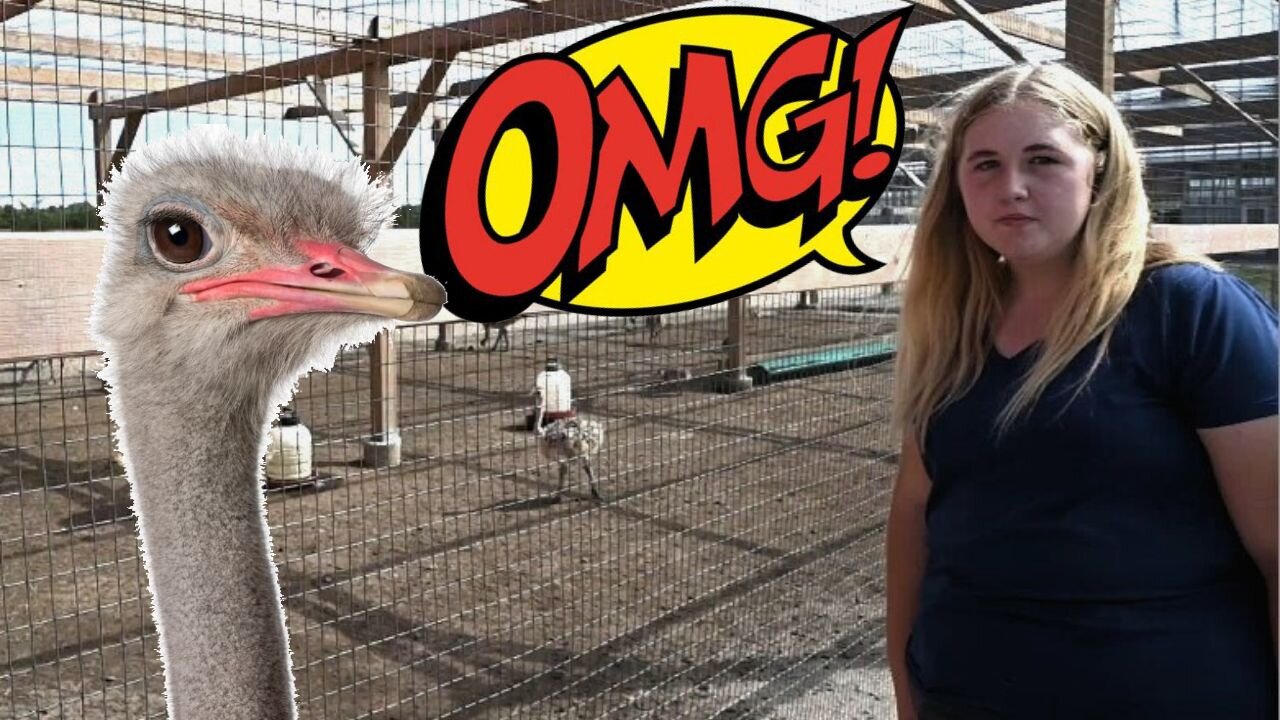 OMG! We're Getting A Baby Ostrich!