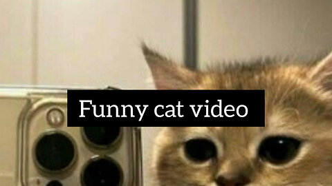 Cute cats video