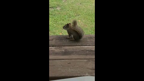 how you feel after seeing this squirrle