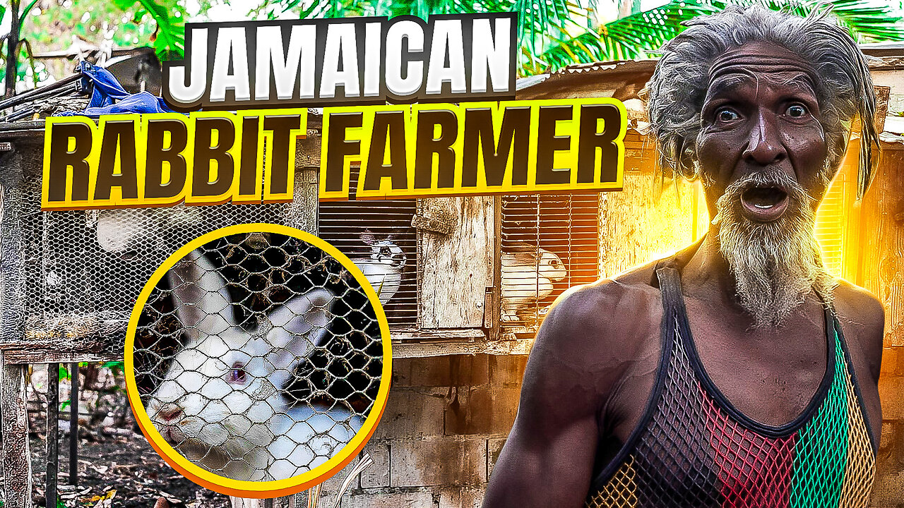 The Crazy World Of Jamaican Rabbit Farming