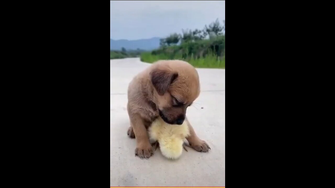 Try Not To Laugh - Funny Dogs Videos Compilation - Adorable Dogs 🐶